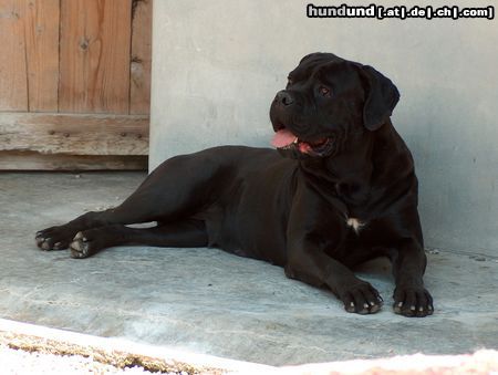 Cane Corso Bea dei Silvanbull, 3 Jahre