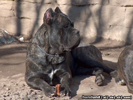 Cane Corso Hunde Foto 11560 Cane Corso Jason, 14 Monate