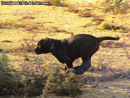 Cane Corso Hunde Foto 17587 Cane Corso Schnell wie der Wind...