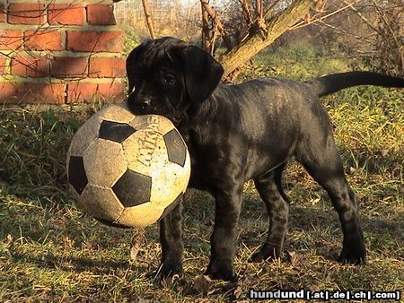 Cane Corso Hunde Foto 17594 Cane Corso