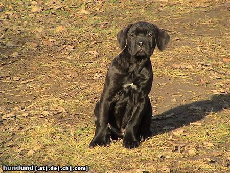Cane Corso Hunde Foto 17588 Cane Corso Wer kommt denn da?