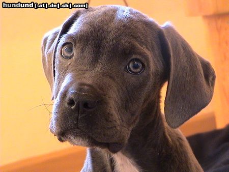 Cane Corso Hunde Foto 17590 Cane Corso Können diese Augen lügen?