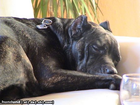 Cane Corso Hunde Foto 23986 Cane Corso So schön kann das Leben sein...