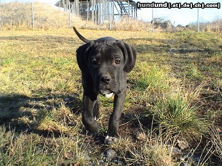 Cane Corso Hunde Foto 17591 Cane Corso Andro auf Patrouille.