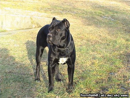 Cane Corso Hunde Foto 23988 Cane Corso India - Lux.Champion Anwart