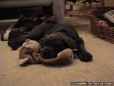 Cane Corso Hunde Foto 21304 Cane Corso Mein Bär und ich :-)
