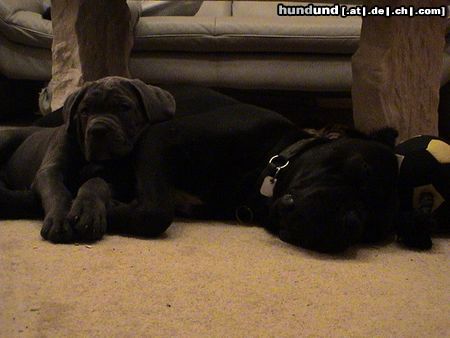 Cane Corso Hunde Foto 21299 Cane Corso So groß werde ich auch mal...