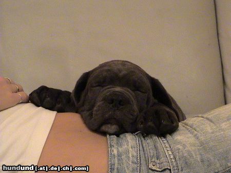 Cane Corso Hunde Foto 21301 Cane Corso So schläft sich's am schönsten..