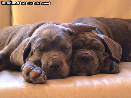 Cane Corso Hunde Foto 21303 Cane Corso Bitte nicht stören