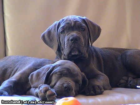 Cane Corso Hunde Foto 21302 Cane Corso Hör mal wer da kommt?!
