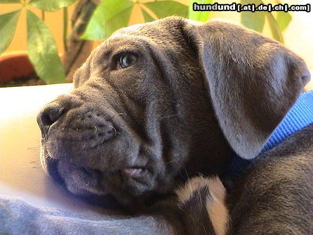 Cane Corso Hunde Foto 21305 Cane Corso Kinley