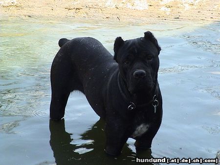 Cane Corso Hunde Foto 20293 Cane Corso India beim baden