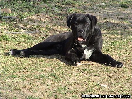 Cane Corso Hunde Foto 20294 Cane Corso Sonnen ist so schön...