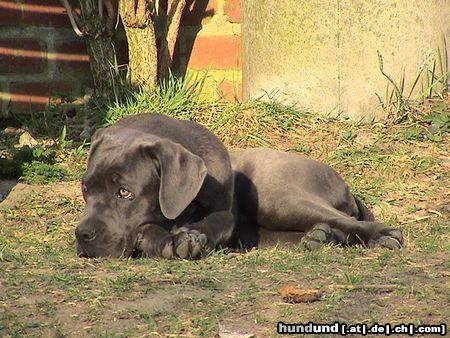 Cane Corso Hunde Foto 20295 Cane Corso Angy