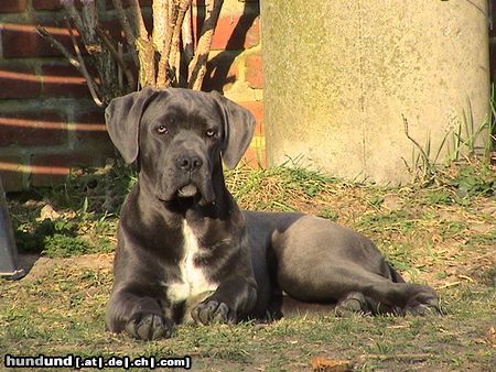 Cane Corso Hunde Foto 20296 Cane Corso Ich genieße die Sonne :-)