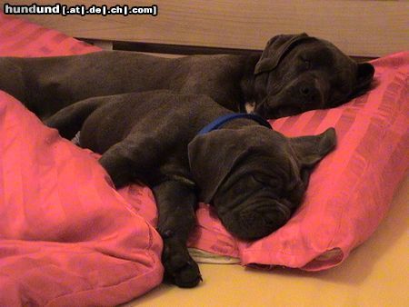 Cane Corso Hunde Foto 21298 Cane Corso Angie & Kinley beim Mittagsschlaf