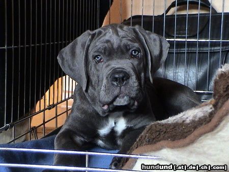 Cane Corso Hunde Foto 21296 Cane Corso Kinley 8 Wochen