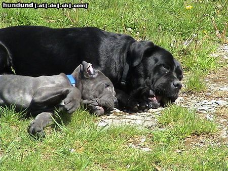 Cane Corso Hunde Foto 21284 Cane Corso Los, lass uns in den Pool gehen !