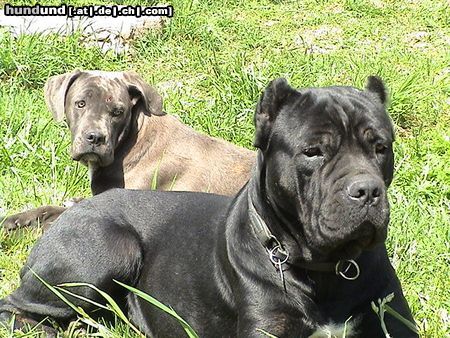Cane Corso Hunde Foto 21288 Cane Corso India & Angie