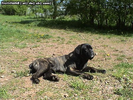 Cane Corso Hunde Foto 21291 Cane Corso Popeye beim Sonnenbaden.. 5 Monate