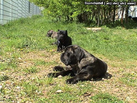 Cane Corso Hunde Foto 21293 Cane Corso Popeye, India & Angie