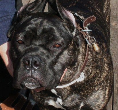 Cane Corso Hunde Foto 38509 in höherer Auflösung ansehen Cane Corso selma from norway