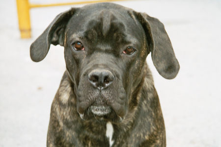 Cane Corso Hunde Foto 38438 in höherer Auflösung ansehen Cane Corso Selma from Norway