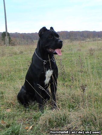Cane Corso Hunde Foto 7974 Cane Corso India im Alter von 14 Monaten