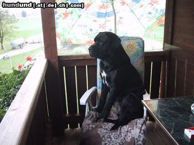 Cane Corso Hunde Foto 6940 Cane Corso Aaron