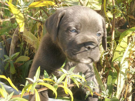Cane Corso Hunde Foto 34954 in höherer Auflösung ansehen Cane Corso Kay 5 Wochen