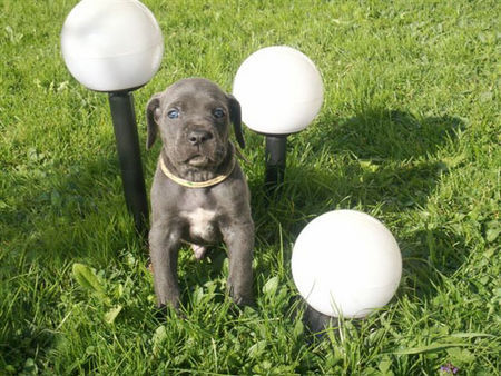 Cane Corso Hunde Foto 34953 in höherer Auflösung ansehen Cane Corso Kerry 5 Wochen