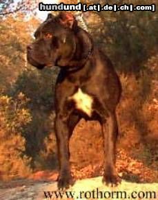 Cane Corso Hunde Foto 6698 Cane Corso Kluivert della Porta Dipinta