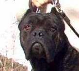 Cane Corso Hunde Foto 6697 Cane Corso Koeman della Porta Dipinta