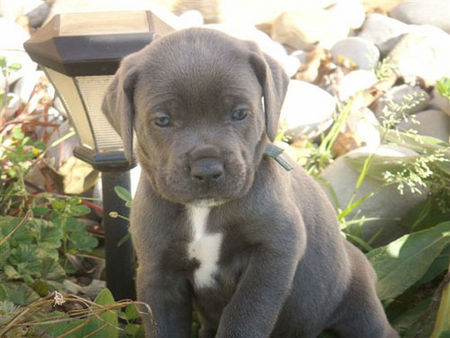 Cane Corso Hunde Foto 34956 in höherer Auflösung ansehen Cane Corso Kujo 5 Wochen