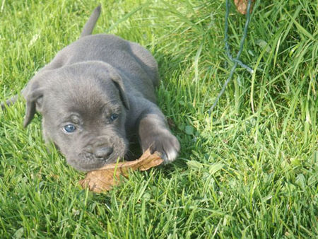 Cane Corso Hunde Foto 34957 in höherer Auflösung ansehen Cane Corso Kira 5 Wochen