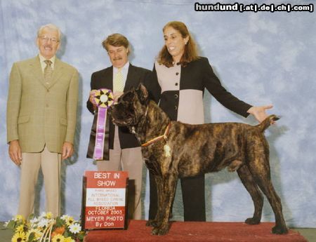 Cane Corso Hunde Foto 7951 Cane Corso FCI-Jugendweltsieger Bayos