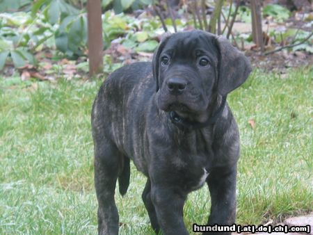Cane Corso Hunde Foto 23980 Cane Corso Linus mit 9 Wochen
