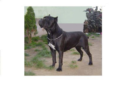 Cane Corso Majosháza Réme KENNEL