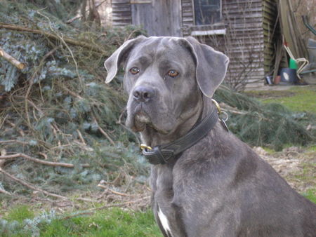 Cane Corso Hunde Foto 41883 Cane Corso Amilie Bailando Con Lobos