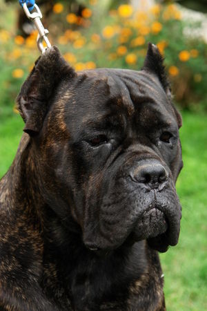 Cane Corso Majosháza Réme Cornélius