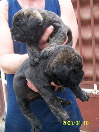 Cane Corso Majosháza Réme Angela x Van Gogh Del Rosso Malpelo welpen