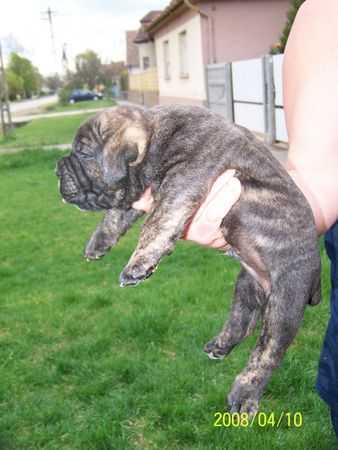 Cane Corso Majosháza Réme Angela x Van Gogh Del Rosso Malpelo welpen