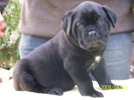 Cane Corso Rebecca Del Rosso Malpelo x Zorro Degli Elmi welpen Geboren märz.2008