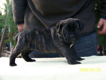 Cane Corso Majosháza Réme Angela x Van Gogh Del Rosso Malpelo welpen