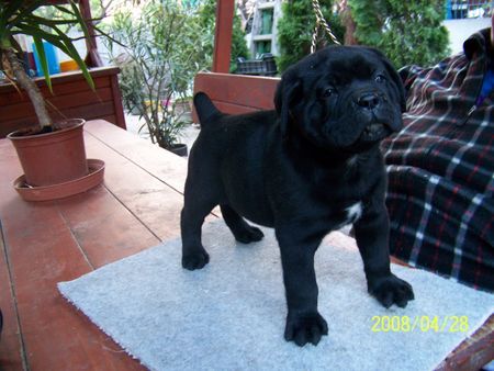 Cane Corso Cane corso welpen von Majosháza Réme kennel