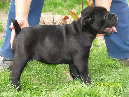 Cane Corso Cane corso welpen von Majosháza Réme kennel