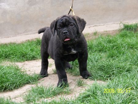 Cane Corso Cane corso welpen von Majosháza Réme kennel