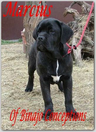 Cane Corso Hunde Foto 29551 Cane Corso