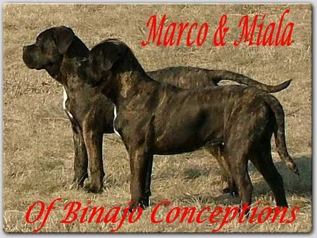Cane Corso Hunde Foto 37331 Cane Corso Marco und Miala Of Binajo Conceptions