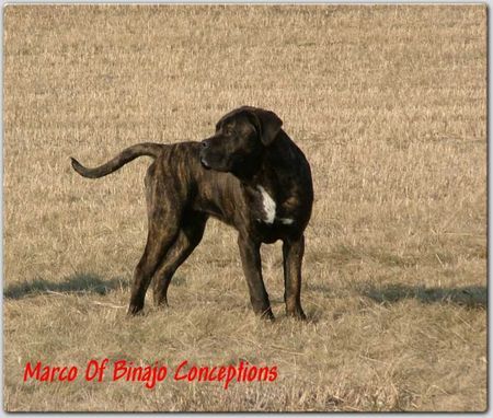 Cane Corso Hunde Foto 29545 Cane Corso